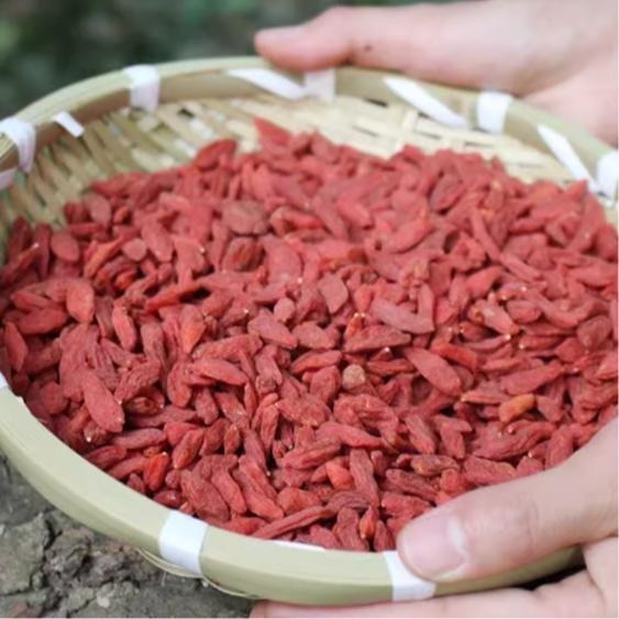 【蓉耀食品】元春堂 生機枸杞 600g/包-細節圖3