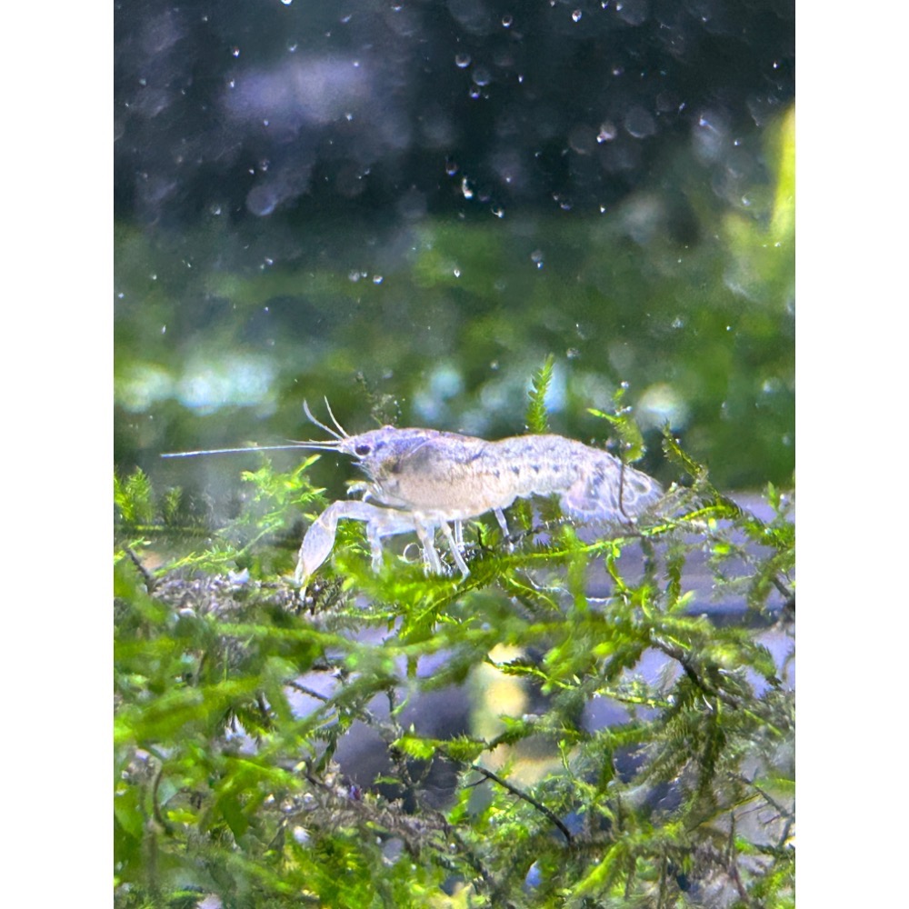 蘇菲亞侏儒螯蝦-規格圖2