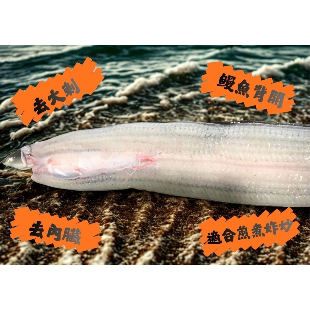 <鰻鰻專賣店>🔥特大日本生鰻魚片🔥已去骨，去內臟❗❗🉐適合煎炒煮炸三杯🍴#生鰻#鰻魚真空生魚-細節圖2