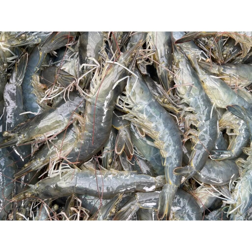 <鰻鰻專賣店>南美活凍大白蝦30/40(20-25尾)800公克-細節圖3