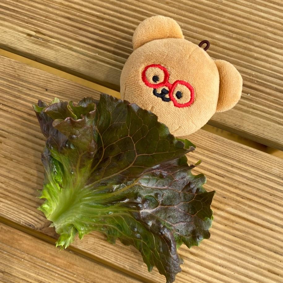 文青少女 ｜🇰🇷 韓國文創 🍀  TETEUM ｜BEBE娃娃 玩偶 韓國 小熊玩偶 文創絨毛玩偶 韓國文創品牌代購-細節圖8