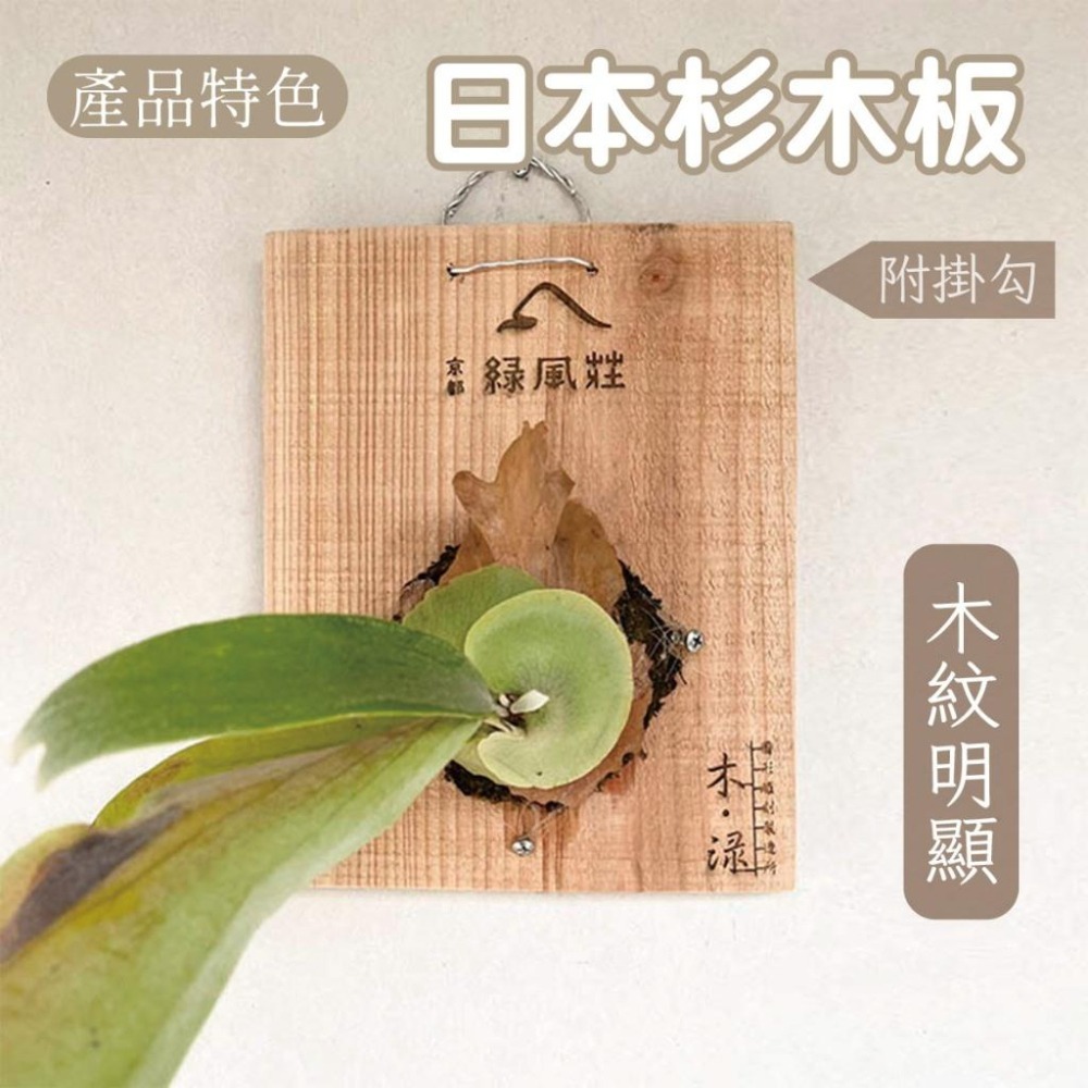 木淥雷射雕刻•客製化植物背板｜鹿角蕨蘭花自然邊木板 日本杉木/檜木-細節圖2
