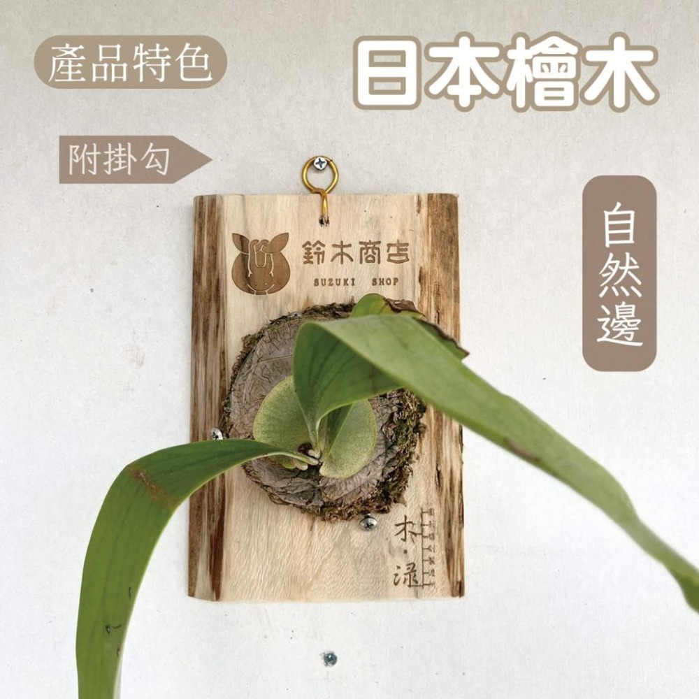 木淥雷射雕刻•客製化植物背板｜鹿角蕨蘭花自然邊木板 日本杉木/檜木-細節圖3