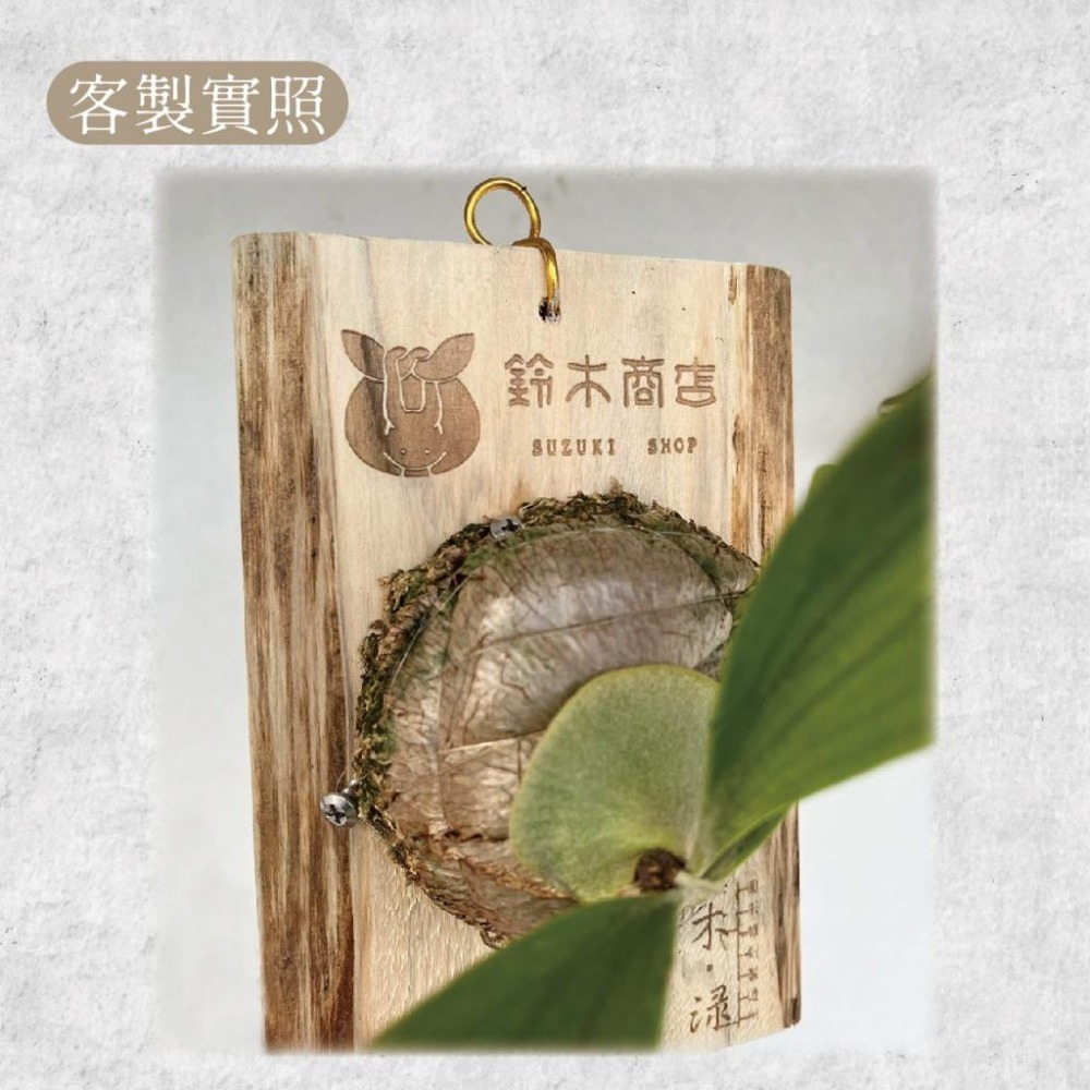 木淥雷射雕刻•客製化植物背板｜鹿角蕨蘭花自然邊木板 日本杉木/檜木-細節圖4
