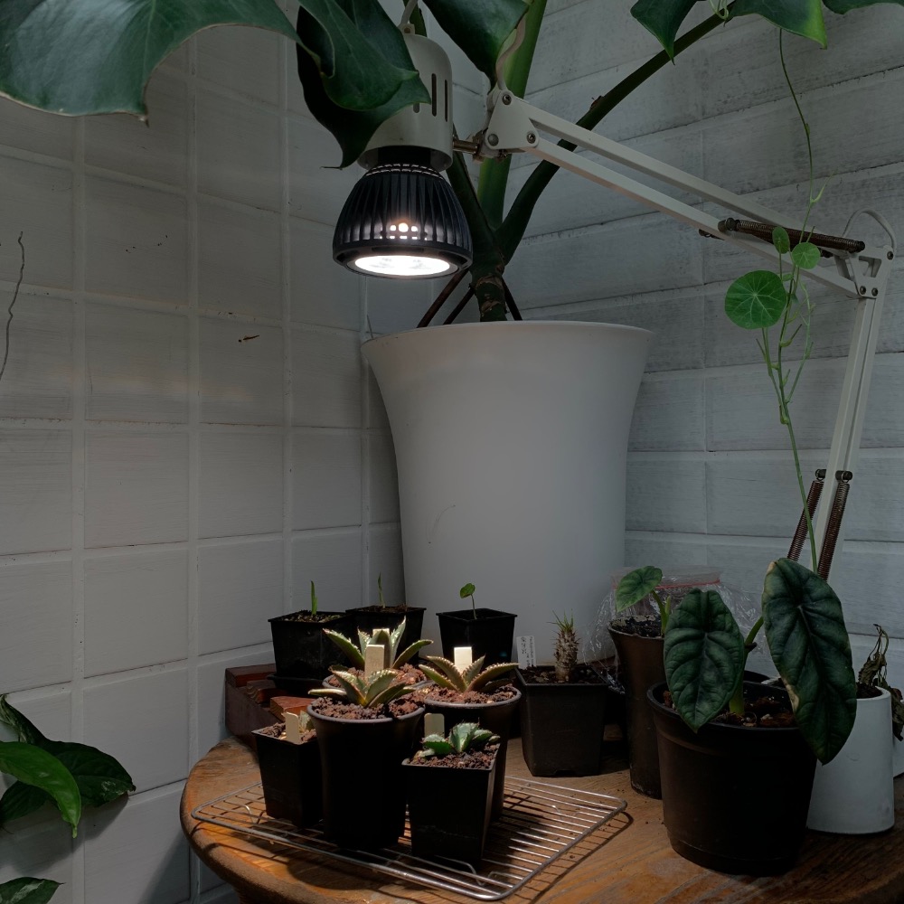 ✨小顆也是很有用 18W E27 全光譜植物燈 24° 植物燈 全光譜 4000k-細節圖2