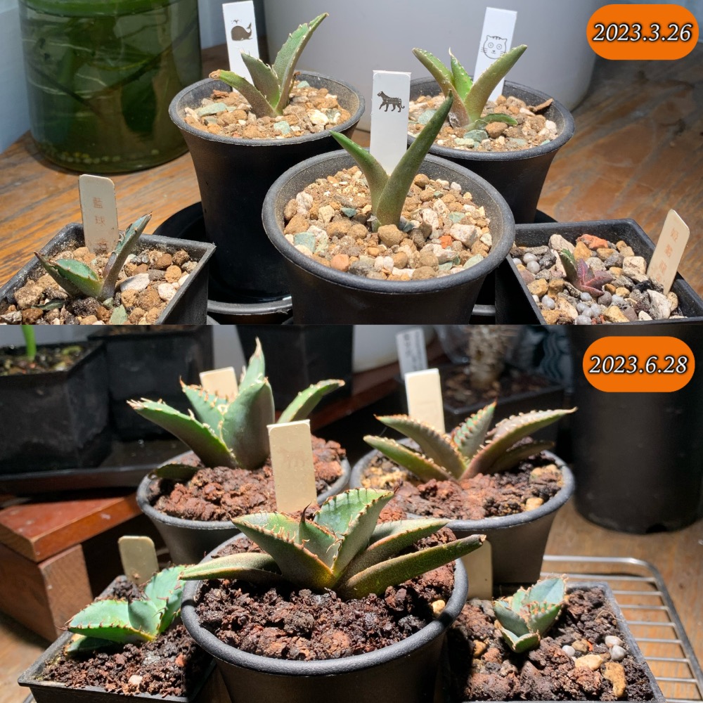 ✨小顆也是很有用 18W E27 全光譜植物燈 24° 植物燈 全光譜 4000k-細節圖3