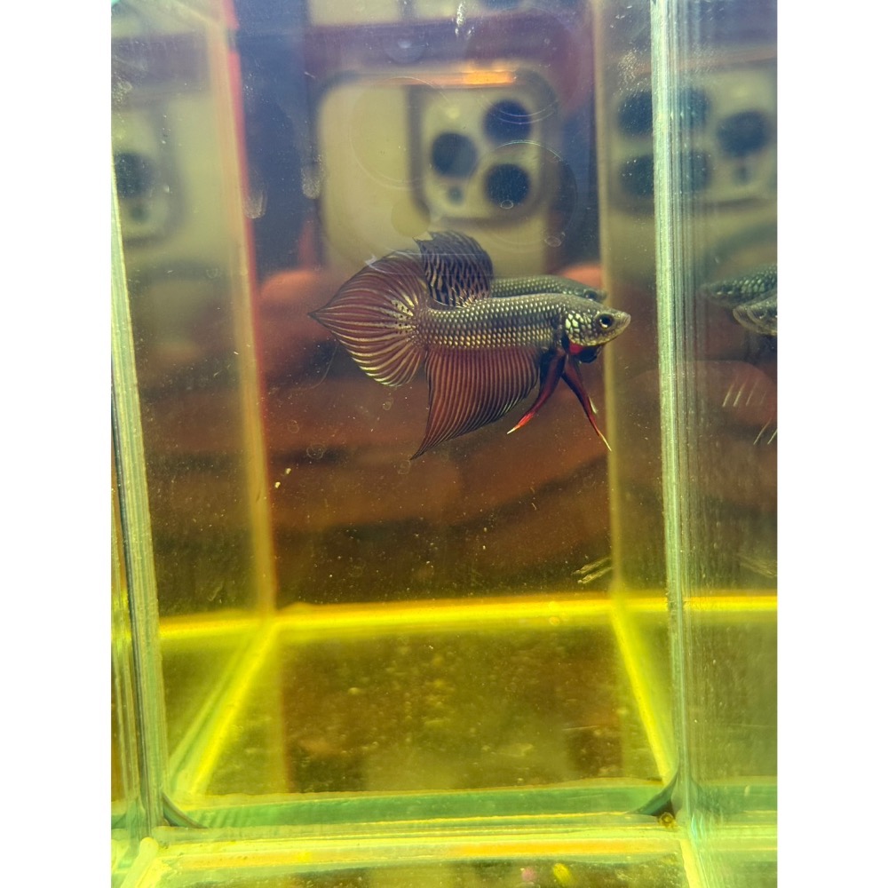 《泰。鬥魚》泰國🇹🇭進口史馬格汀娜原鬥 1972 Betta smaragdina-細節圖2
