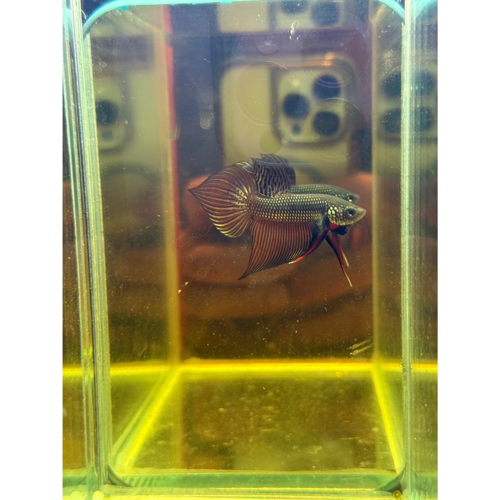《泰。鬥魚》泰國🇹🇭進口史馬格汀娜原鬥 1972 Betta smaragdina-細節圖3