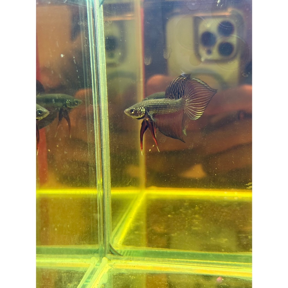 《泰。鬥魚》泰國🇹🇭進口史馬格汀娜原鬥 1972 Betta smaragdina-細節圖4