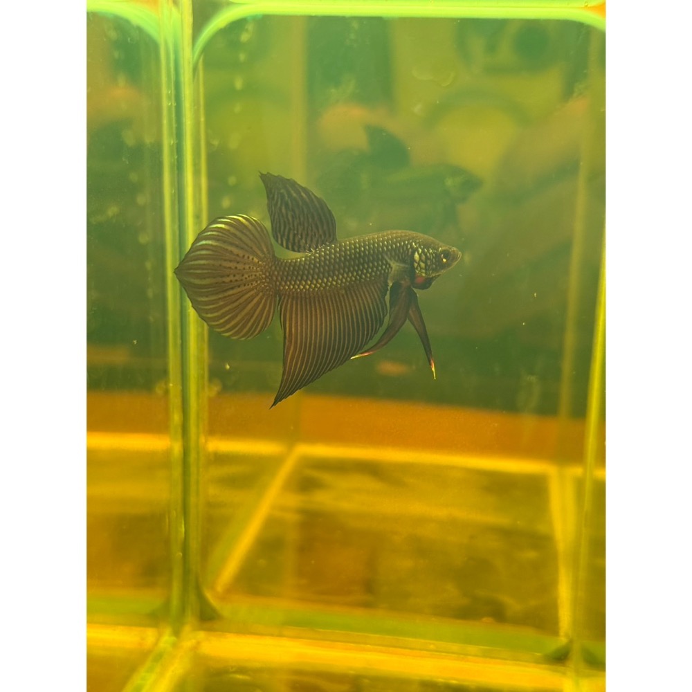 《泰。鬥魚》泰國🇹🇭進口史馬格汀娜原鬥 1972 Betta smaragdina-細節圖5