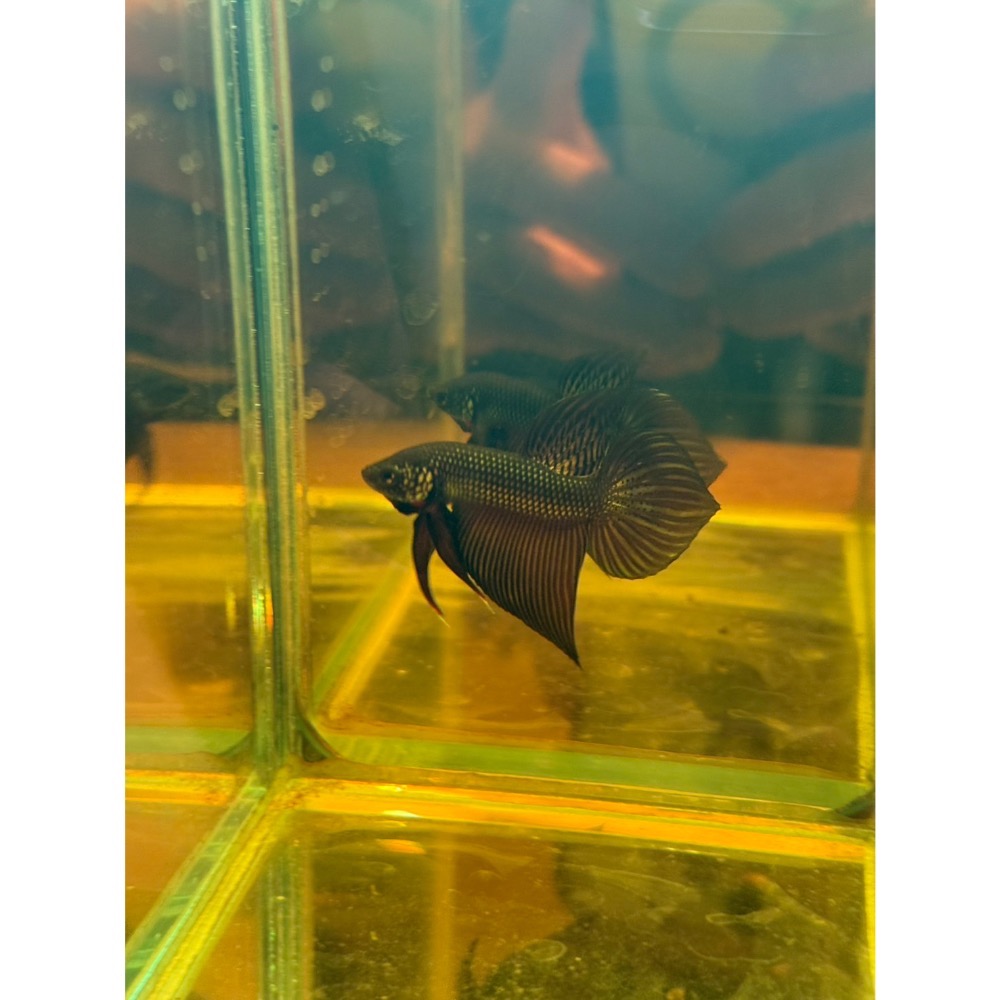 《泰。鬥魚》泰國🇹🇭進口史馬格汀娜原鬥 1972 Betta smaragdina-細節圖6