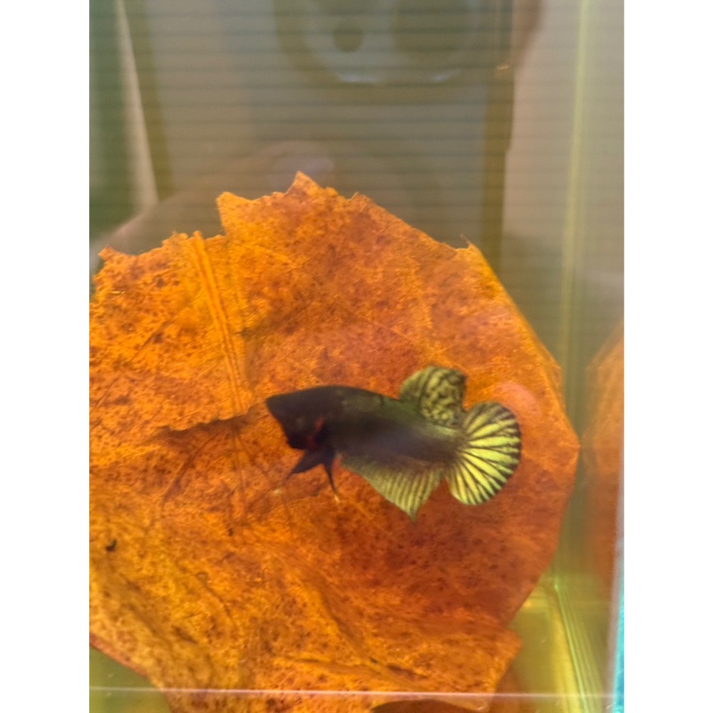 《泰。鬥魚》泰國🇹🇭進口博鬥鬥魚-細節圖2