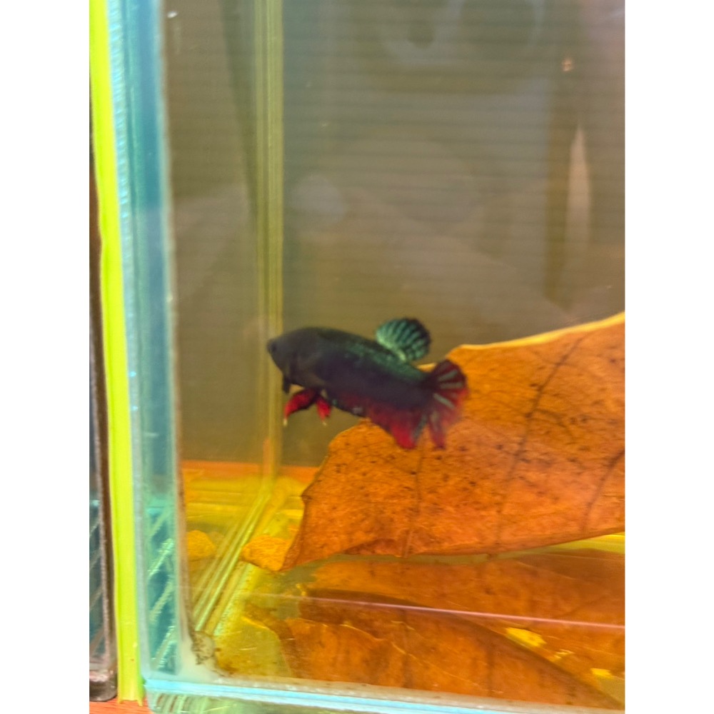 《泰。鬥魚》泰國🇹🇭進口博鬥鬥魚-細節圖3