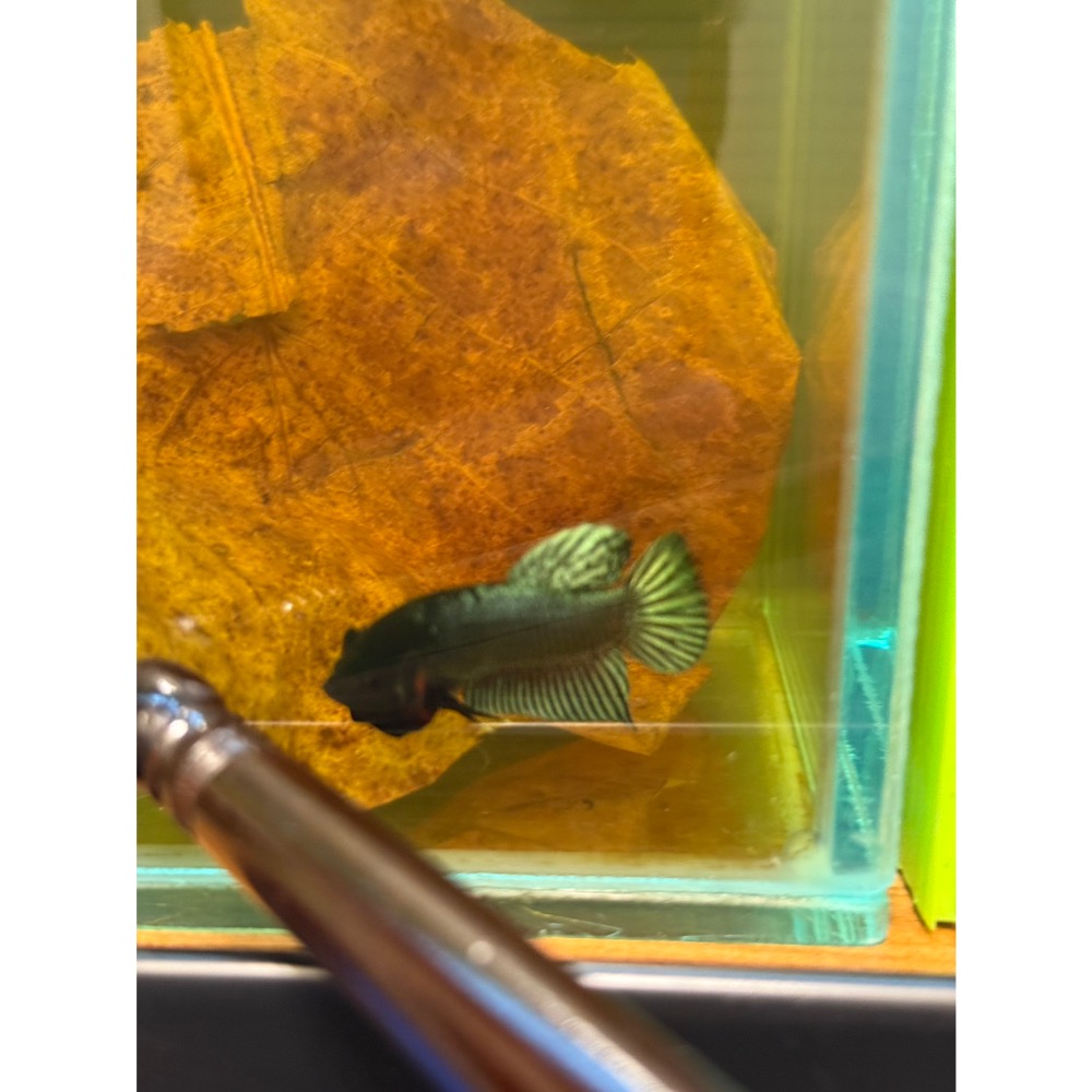 《泰。鬥魚》泰國🇹🇭進口博鬥鬥魚-細節圖4