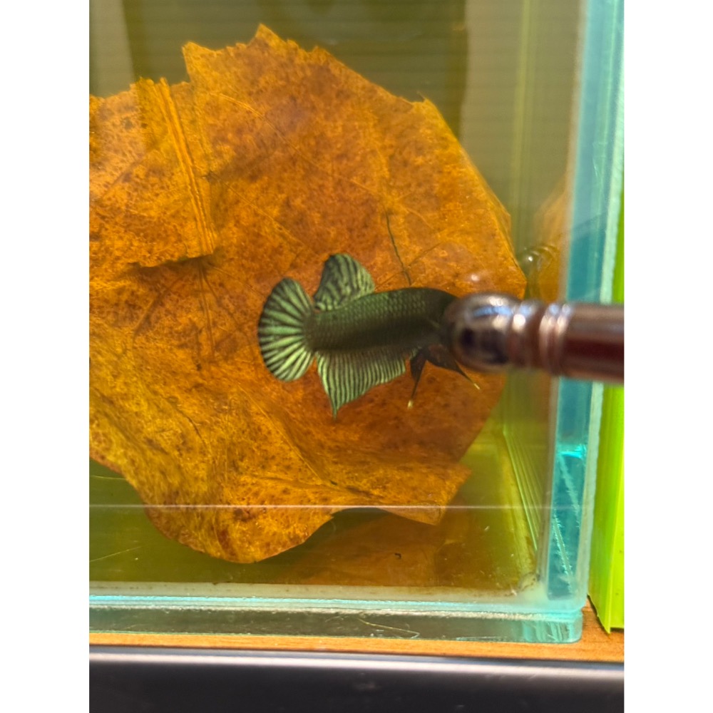 《泰。鬥魚》泰國🇹🇭進口博鬥鬥魚-細節圖5