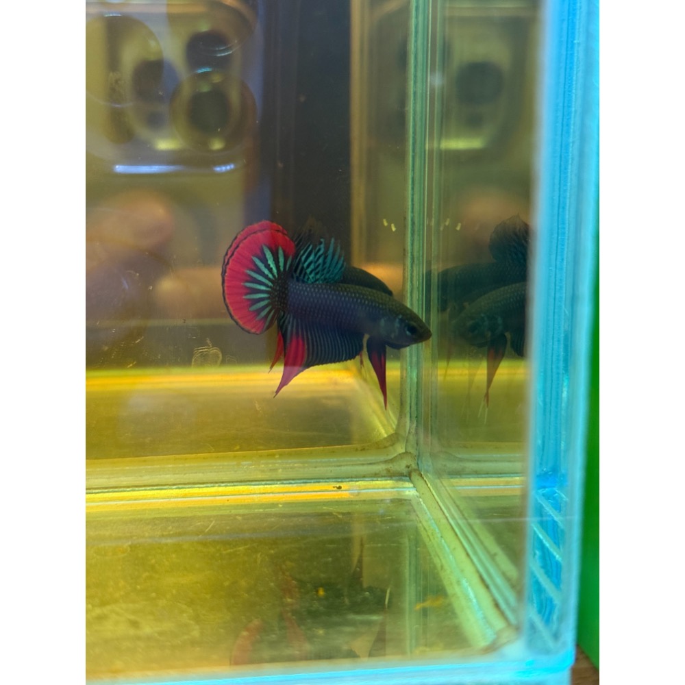 《泰。鬥魚》泰國🇹🇭進口英貝里斯-細節圖2
