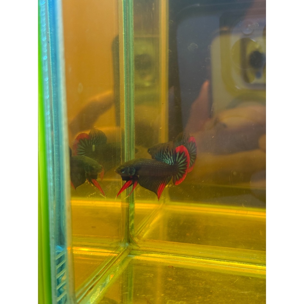 《泰。鬥魚》泰國🇹🇭進口英貝里斯-細節圖3