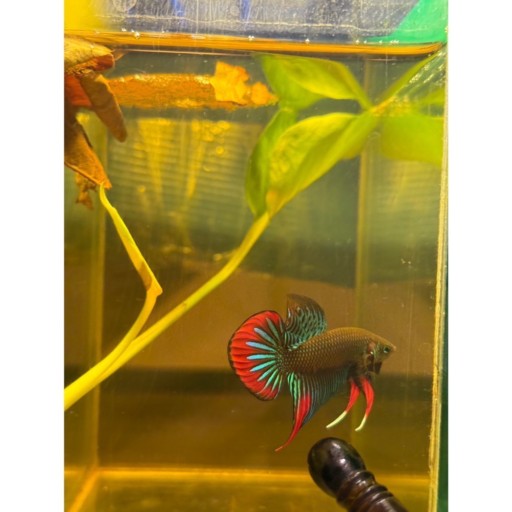 《泰。鬥魚》泰國🇹🇭原鬥英貝里斯-細節圖3