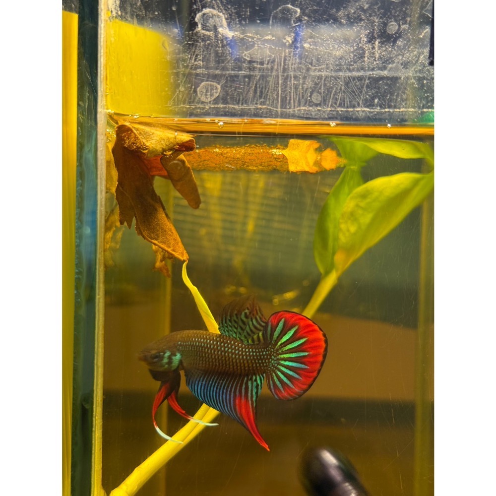 《泰。鬥魚》泰國🇹🇭原鬥英貝里斯-細節圖4
