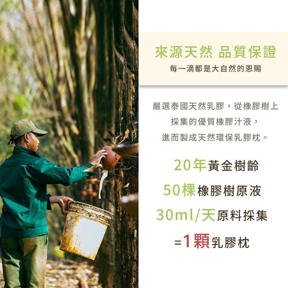 【藍貓BlueCat】天然乳膠枕 彈力支撐 乳膠枕 枕頭 民宿愛用枕頭/記憶枕/護頸枕 防螨-細節圖2