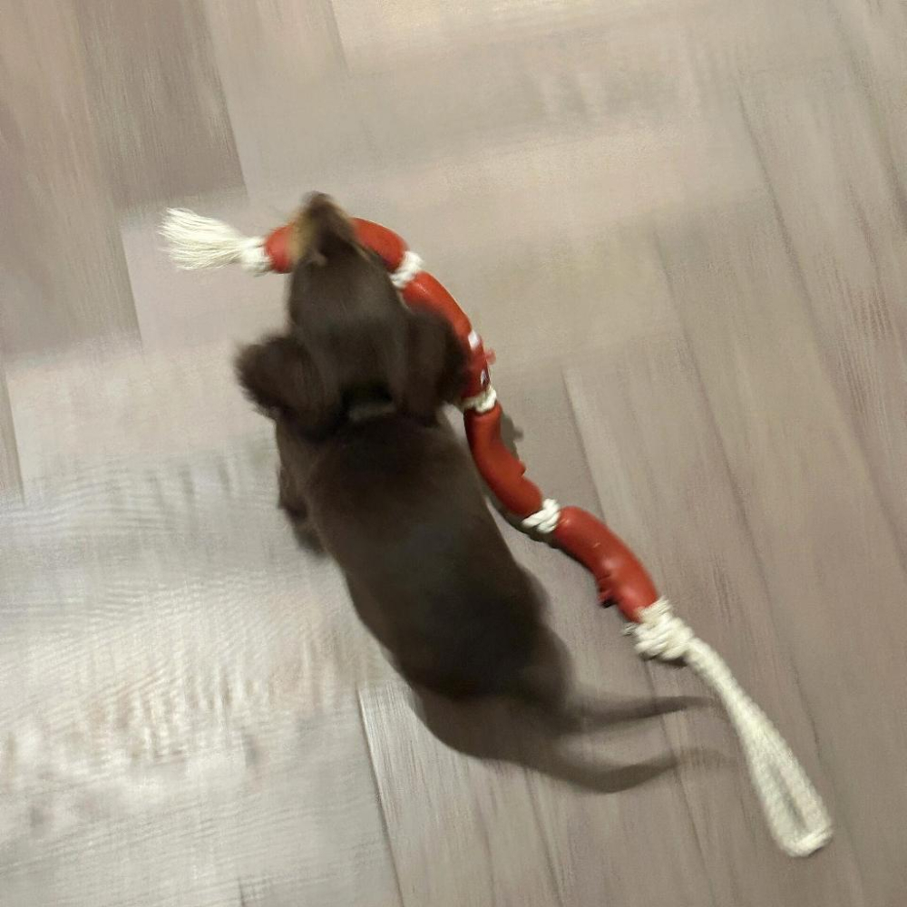 台灣現貨 臘腸狗 寵物狗狗三節香腸玩具臘腸狗法鬥柴犬柯基耐咬磨牙潔齒搞笑玩具-細節圖2