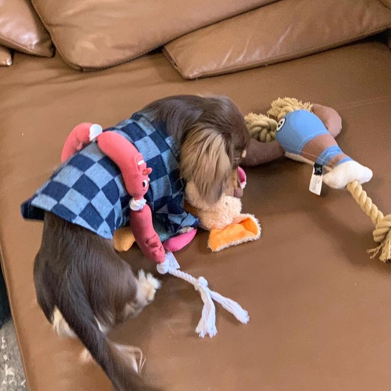 台灣現貨 臘腸狗 寵物狗狗三節香腸玩具臘腸狗法鬥柴犬柯基耐咬磨牙潔齒搞笑玩具-細節圖4