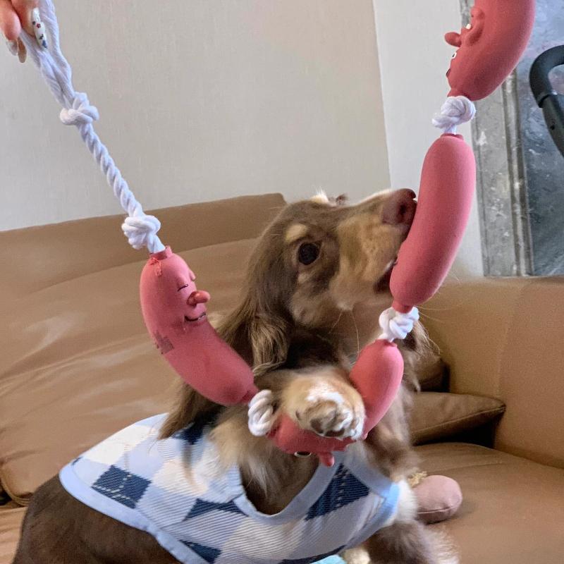 台灣現貨 臘腸狗 寵物狗狗三節香腸玩具臘腸狗法鬥柴犬柯基耐咬磨牙潔齒搞笑玩具-細節圖5