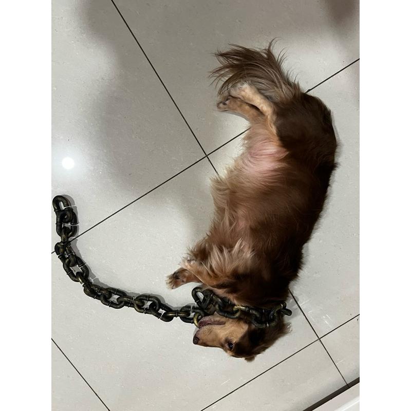 台灣現貨 仿真鐵鍊 項圈 仿真惡犬鐵鍊牽繩 小型犬專用 寵物牽繩 金屬牽繩 寵物用品 貓咪專用 犬貓 毛小孩 整人 道具-細節圖5