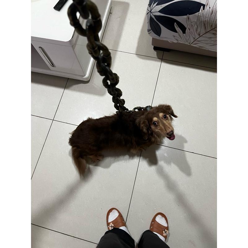 台灣現貨 仿真鐵鍊 項圈 仿真惡犬鐵鍊牽繩 小型犬專用 寵物牽繩 金屬牽繩 寵物用品 貓咪專用 犬貓 毛小孩 整人 道具-細節圖6