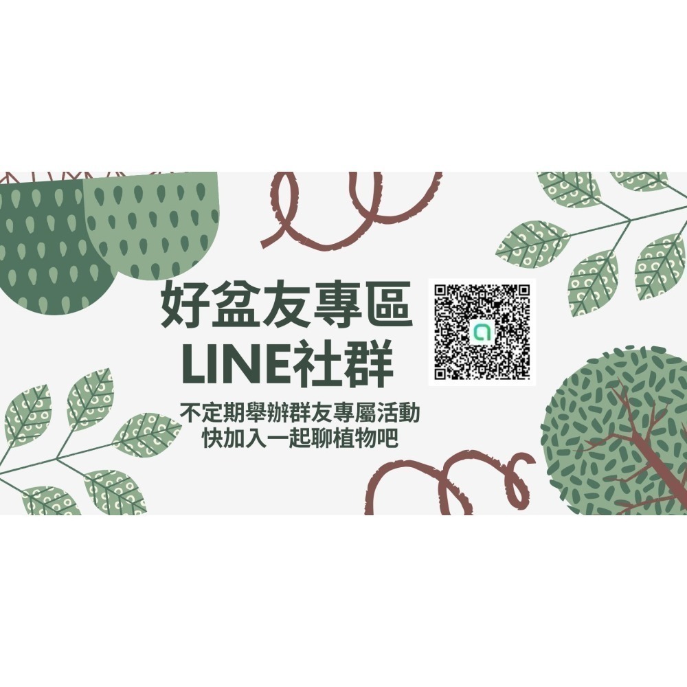 泥炭土 多肉土 鋪面石 玄武岩石 樹皮 發泡煉石 椰塊 陶粒 碳化稻穀 蛭石 珍珠石 盆栽 爬蟲墊材 蘭花介質-細節圖10