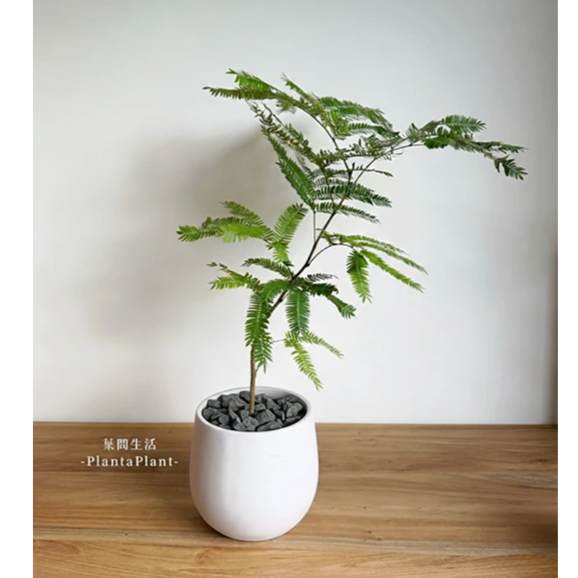 泥炭土 多肉土 鋪面石 玄武岩石 樹皮 發泡煉石 椰塊 陶粒 碳化稻穀 蛭石 珍珠石 盆栽 爬蟲墊材 蘭花介質-細節圖11