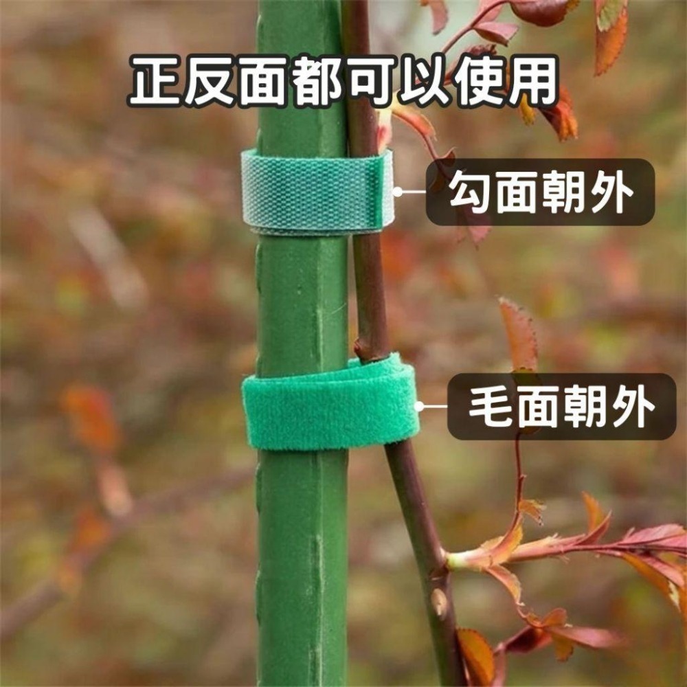 植物束帶 魔鬼氈 植物綁帶 束帶 綁帶 觀葉植物 植物固定 盆栽 園藝綁帶 園藝魔帶 園藝器具 園藝必備工具-細節圖5
