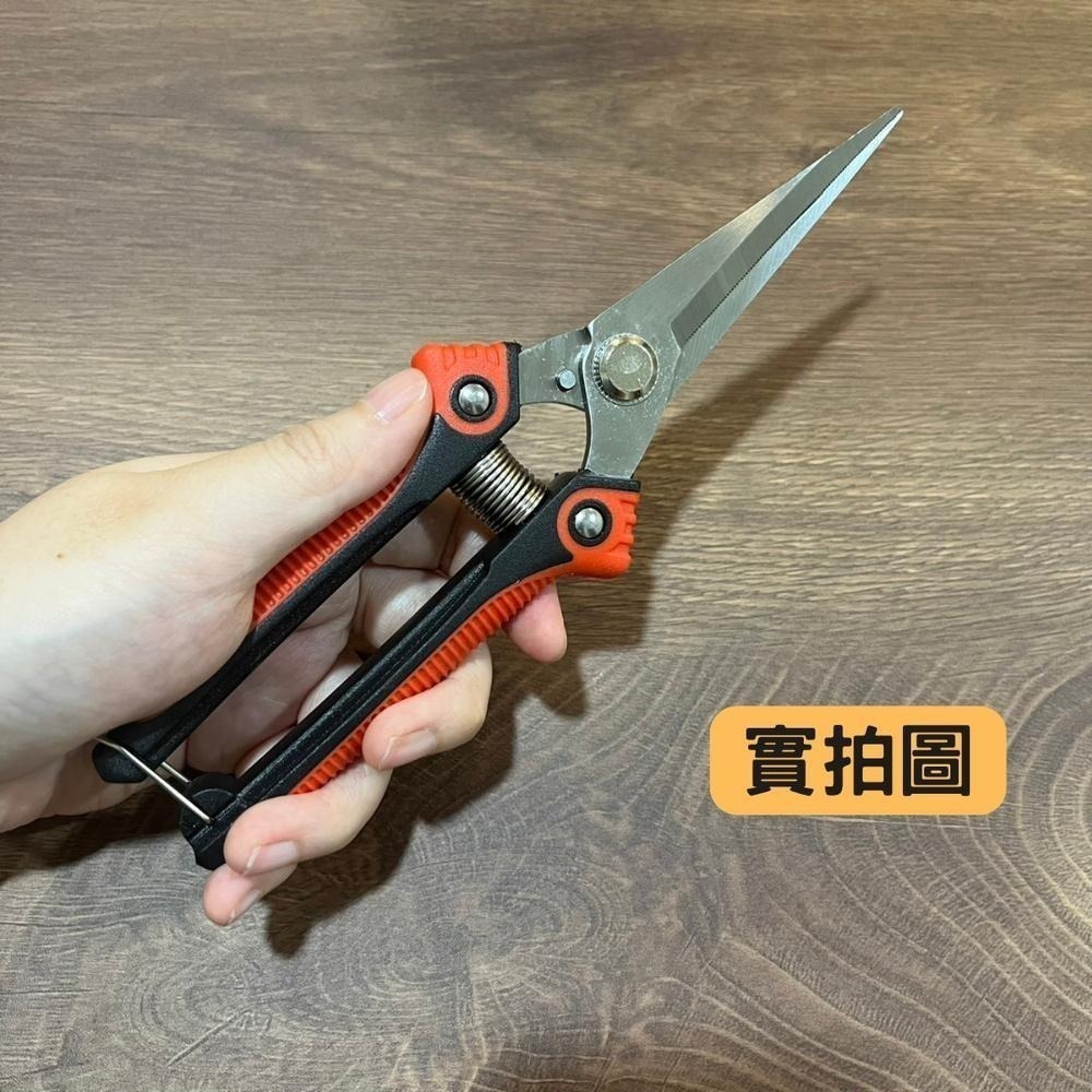 園藝剪刀 修枝剪 修枝 花剪 剪刀 樹枝剪 果樹剪 園林剪 花枝剪 修剪工具 不鏽鋼剪刀 園藝工具-細節圖7