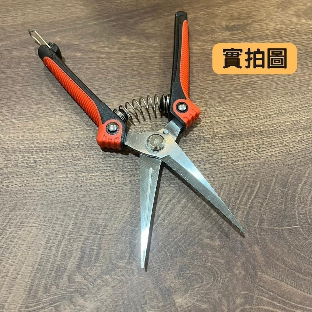 園藝剪刀 修枝剪 修枝 花剪 剪刀 樹枝剪 果樹剪 園林剪 花枝剪 修剪工具 不鏽鋼剪刀 園藝工具-細節圖9