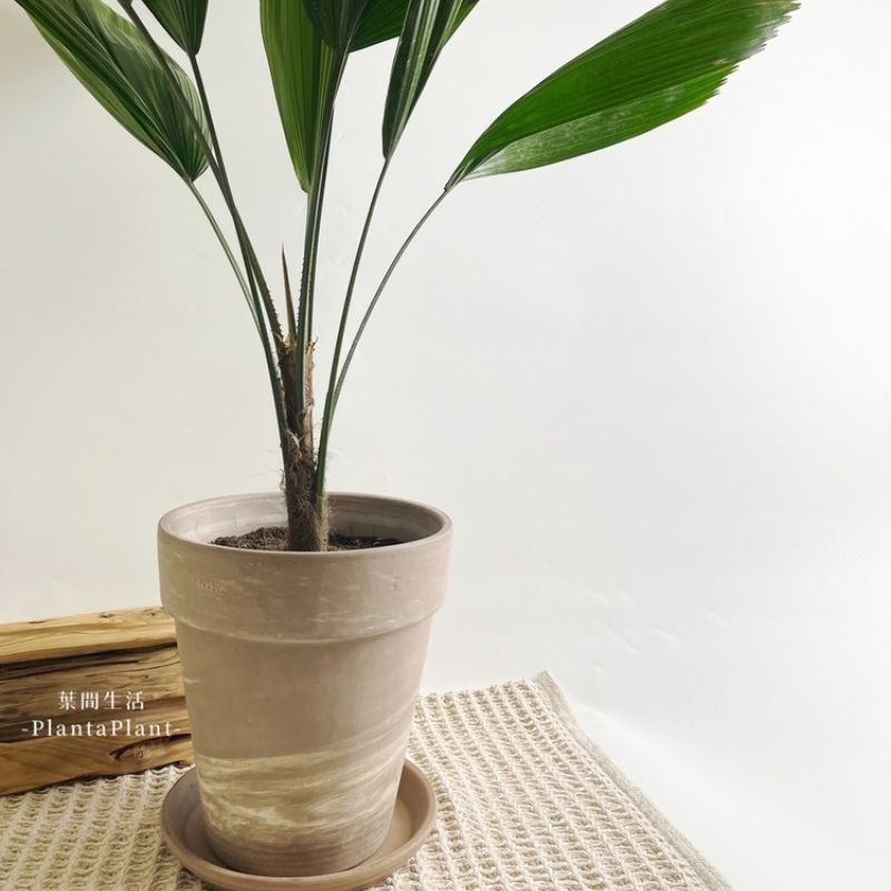 陶盆 帝羅馬陶盆 義大利經典陶盆 Deroma 花盆 盆器 花器 白陶紋理 可可摩卡 迷你西恩納 盆栽底盤 盆底有排水孔-細節圖8