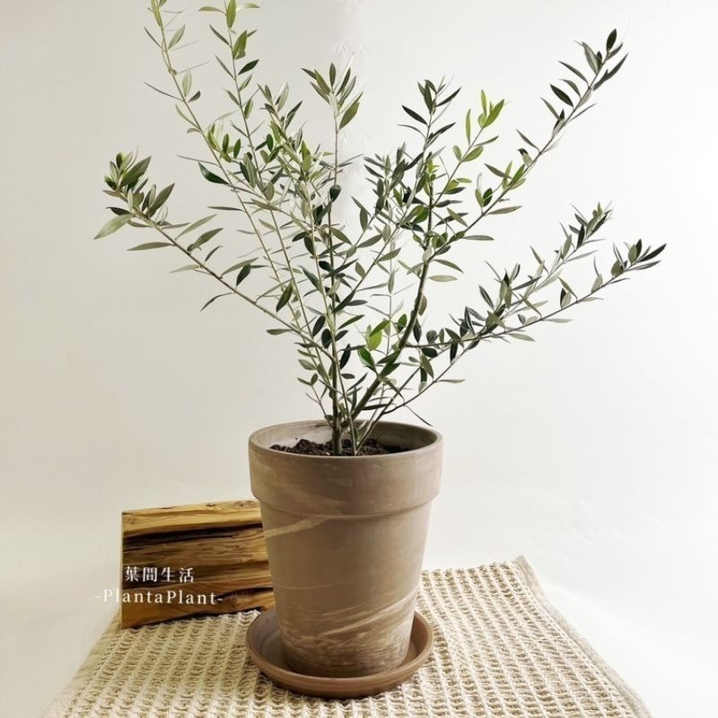 陶盆 帝羅馬陶盆 義大利經典陶盆 Deroma 花盆 盆器 花器 白陶紋理 可可摩卡 迷你西恩納 盆栽底盤 盆底有排水孔-細節圖9