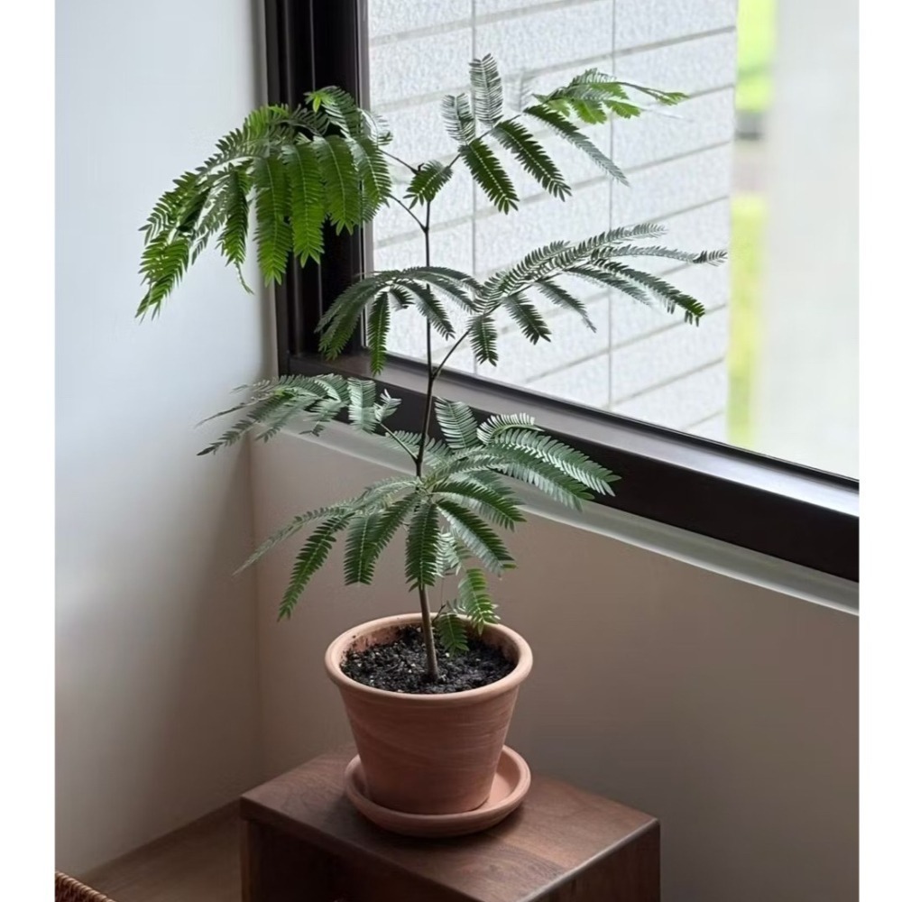 陶盆 帝羅馬陶盆 義大利經典陶盆 Deroma 花盆 盆器 花器 白陶紋理 可可摩卡 迷你西恩納 盆栽底盤 盆底有排水孔-細節圖10