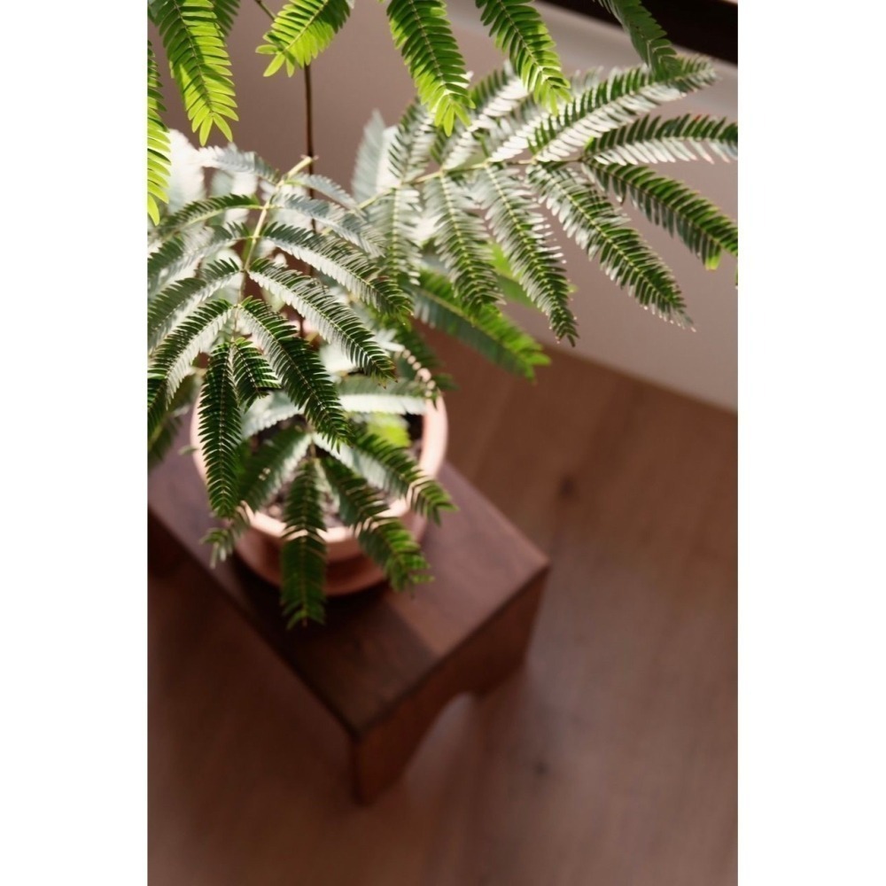 陶盆 帝羅馬陶盆 義大利經典陶盆 Deroma 花盆 盆器 花器 白陶紋理 可可摩卡 迷你西恩納 盆栽底盤 盆底有排水孔-細節圖11