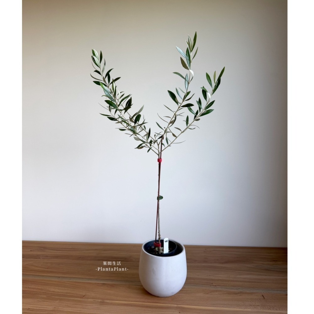 水泥盆 滴型水泥盆 水泥盆栽 經典款 花器 花盆 盆器 多肉盆 簡約盆 北歐風盆器 盆栽 植栽 底部有打孔-細節圖10