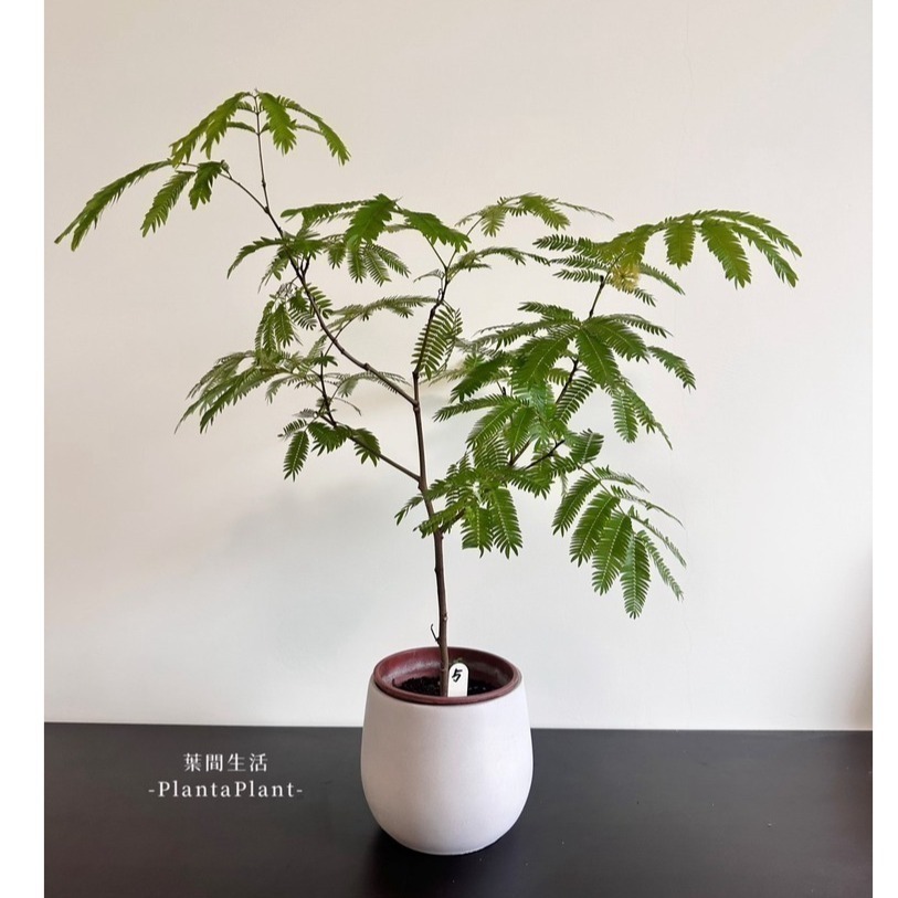 水泥盆 滴型水泥盆 水泥盆栽 經典款 花器 花盆 盆器 多肉盆 簡約盆 北歐風盆器 盆栽 植栽 底部有打孔-細節圖11