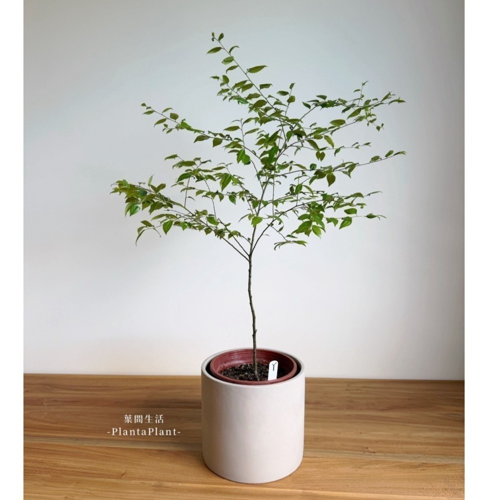 水泥盆 圓柱水泥盆 直筒水泥盆 水泥盆栽 花器 花盆 盆器 多肉盆 簡約盆 北歐風盆器 盆栽 植栽 底部有孔-細節圖10