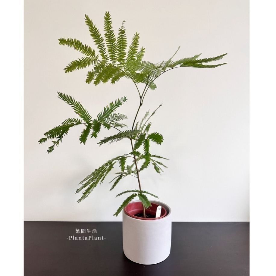 水泥盆 圓柱水泥盆 直筒水泥盆 水泥盆栽 花器 花盆 盆器 多肉盆 簡約盆 北歐風盆器 盆栽 植栽 底部有孔-細節圖11