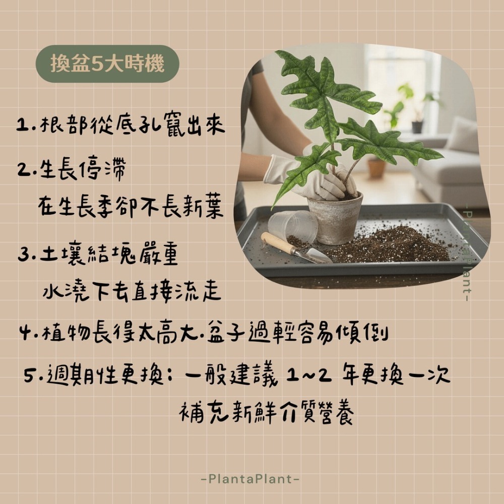 【懶人首選】觀葉植物配方土 介質 泥炭土 龜背芋 蔓綠絨 觀音蓮 專用土 多肉 疏水透氣 營養土 園藝介質 觀葉配方土-細節圖4