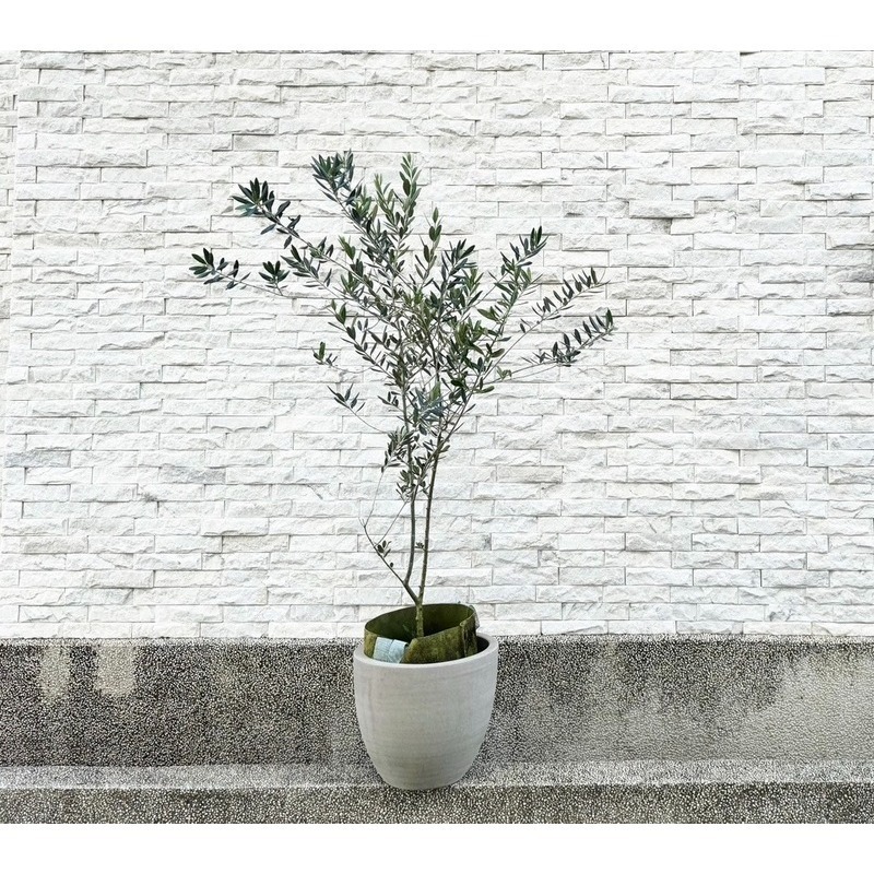 【職人配方】油橄欖配方土 油橄欖專用土 西班牙油橄欖 銀葉油橄欖 歐洲油橄欖 觀葉植物 泥炭土 室外植物 特調比例 3L-細節圖8