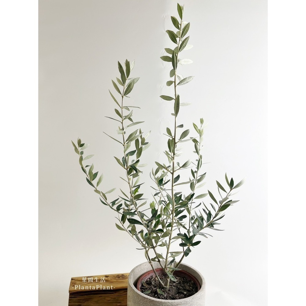 【職人配方】油橄欖配方土 油橄欖專用土 西班牙油橄欖 銀葉油橄欖 歐洲油橄欖 觀葉植物 泥炭土 室外植物 特調比例 3L-細節圖9