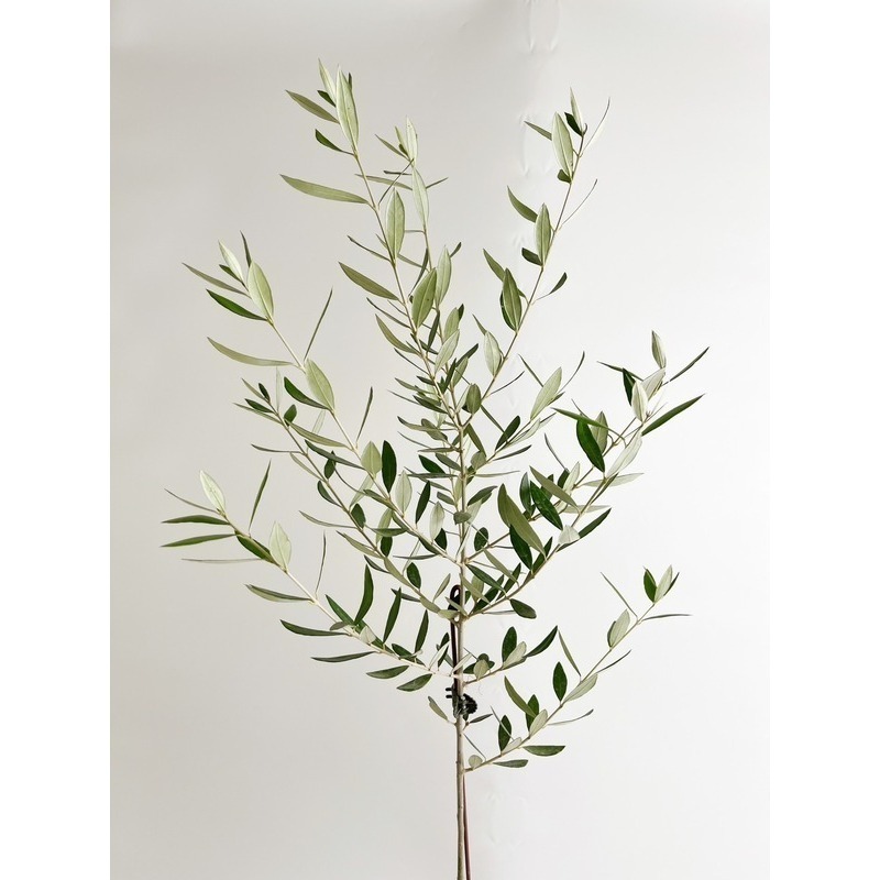 【職人配方】油橄欖配方土 油橄欖專用土 西班牙油橄欖 銀葉油橄欖 歐洲油橄欖 觀葉植物 泥炭土 室外植物 特調比例 3L-細節圖10