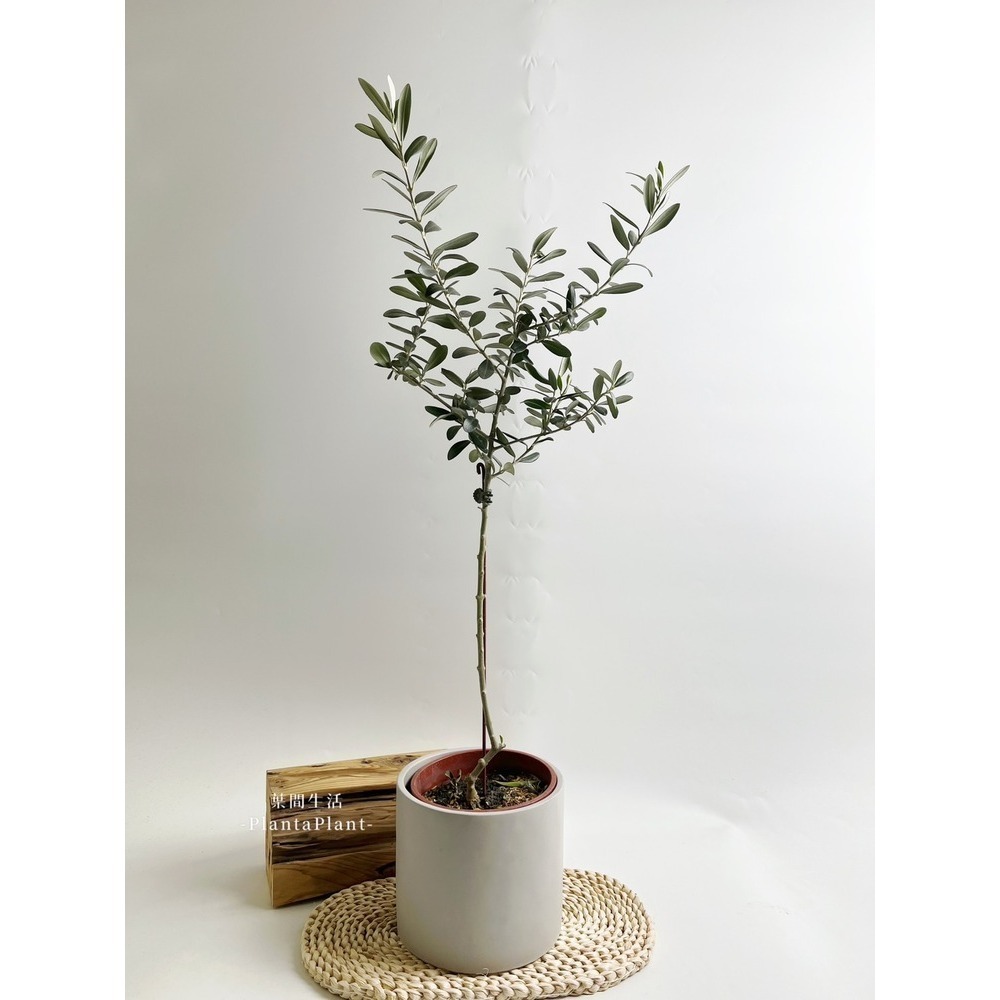 【職人配方】油橄欖配方土 油橄欖專用土 西班牙油橄欖 銀葉油橄欖 歐洲油橄欖 觀葉植物 泥炭土 室外植物 特調比例 3L-細節圖11