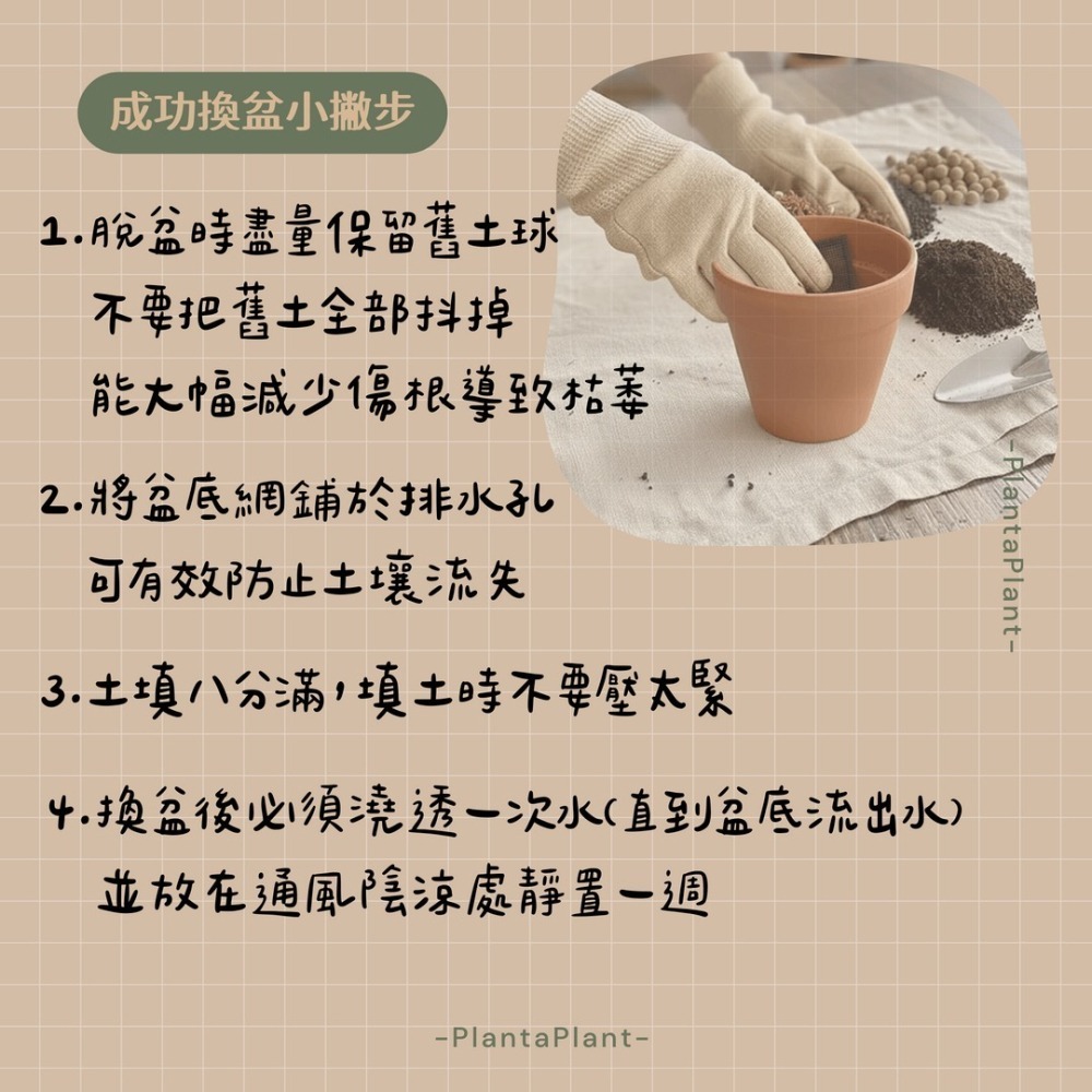 【職人配方】小豆樹配方土 小豆樹專用土 密葉猴耳環 含羞樹 寵物友善 觀葉植物 泥炭土 室內植物 特調比例 3L-細節圖3