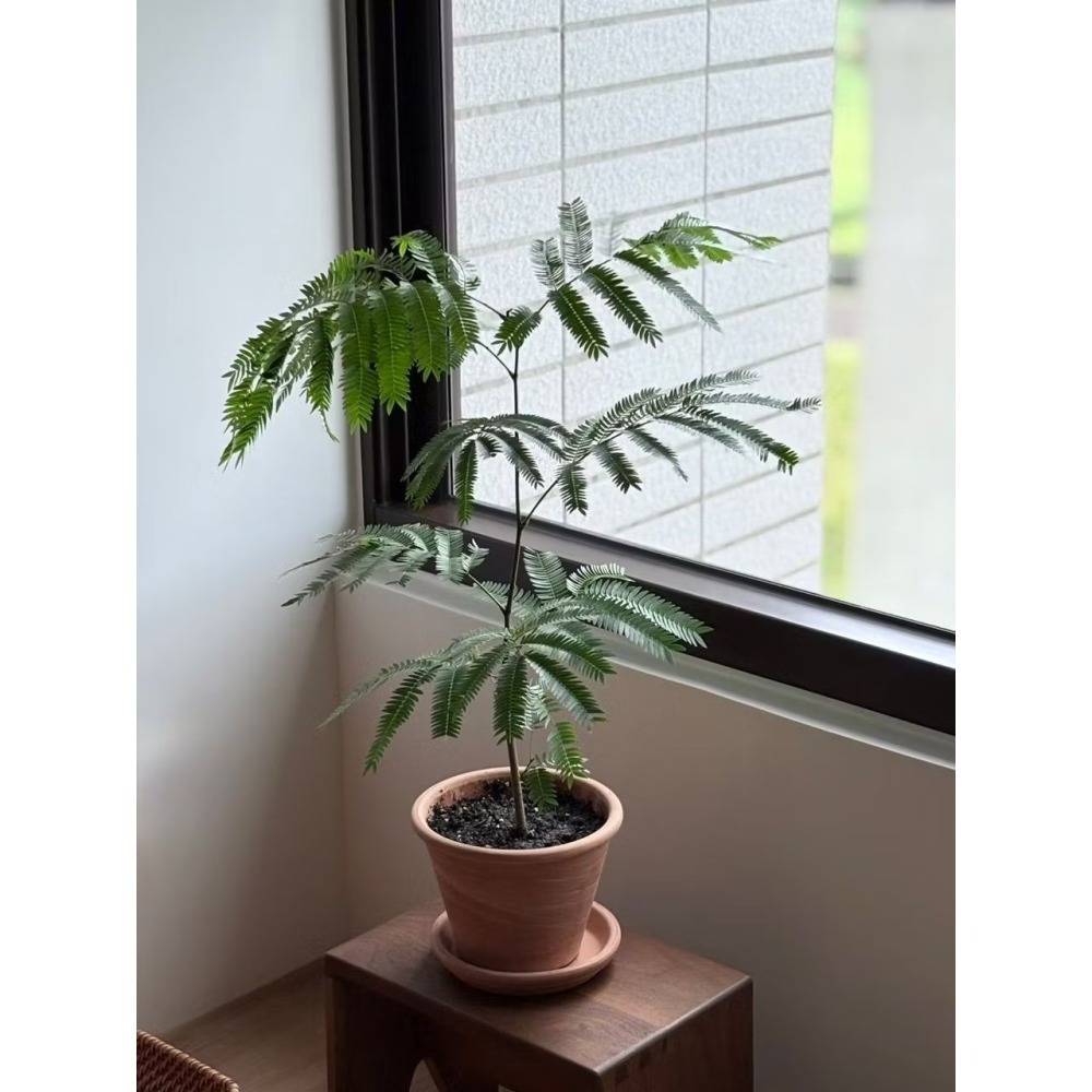 【職人配方】小豆樹配方土 小豆樹專用土 密葉猴耳環 含羞樹 寵物友善 觀葉植物 泥炭土 室內植物 特調比例 3L-細節圖7