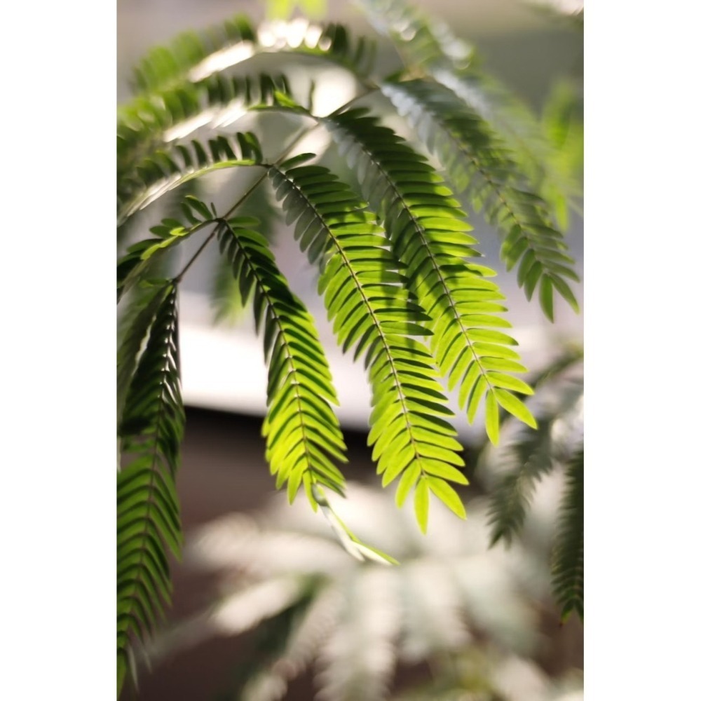 【職人配方】小豆樹配方土 小豆樹專用土 密葉猴耳環 含羞樹 寵物友善 觀葉植物 泥炭土 室內植物 特調比例 3L-細節圖8